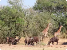 Animals at the Waterhole in front of the Restaurant