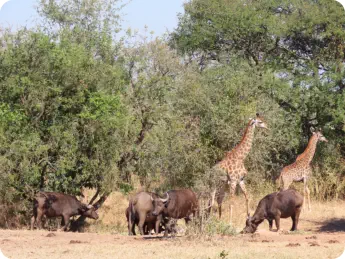 Animals at the Waterhole in front of the Restaurant