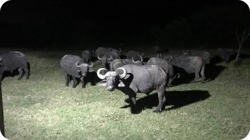 Buffalos at Sunset Game Lodge Restaurant