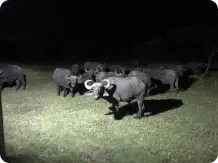 Central Lounge Sunset Game Lodge