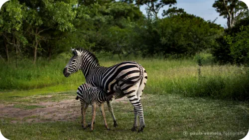 Wildlife at Sunset Game Lodge Hoedspruit