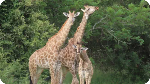 Wildlife at Sunset Game Lodge Hoedspruit